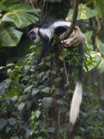 entebbe Botanical garden