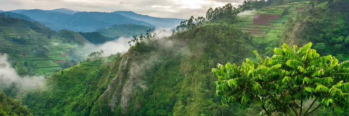 Bwindi-Impenetrable-Forest