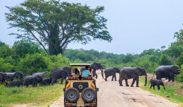 Game-Drive-in-Murchison-Falls-National-Park-e1574844589456