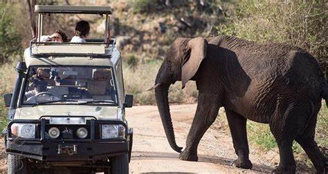 Game drives in Queen Elithabeth national park