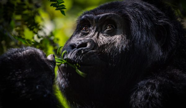 September 2017. Gorillas with the Rushegura group in Biwindi Impenetrable National Park. This group was one of the first in the area habituated for gorilla tracking tourism. Bwindi Impenetrable National Park, Uganda. Photograph by Jason Houston for USAID