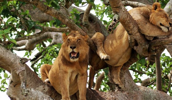 Lions who Climb Trees