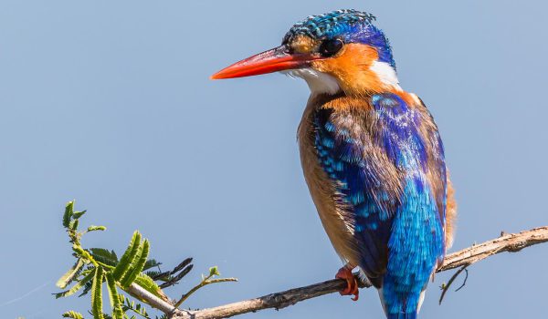 Malachite-Kingfisher-1