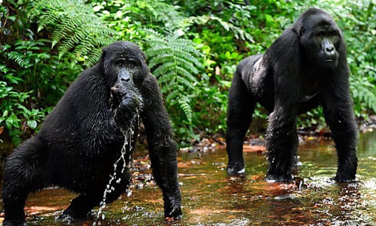 See the beauty of volcanoes while exploring some of East Africa's most stunning and well-known locales.