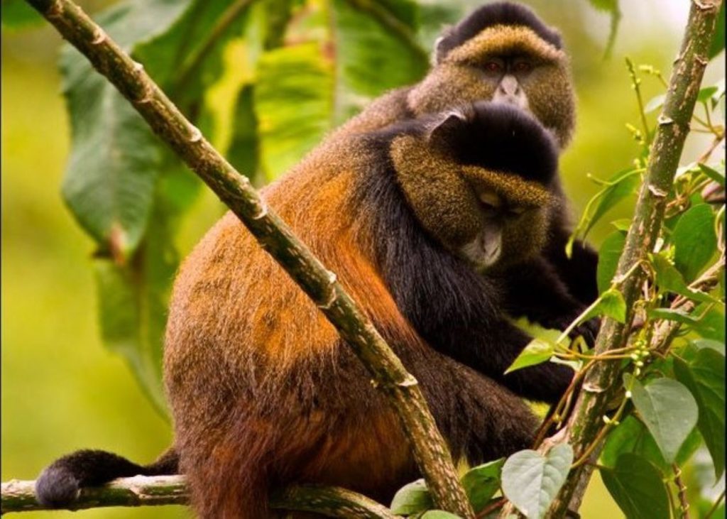 A spellbinding activity you should incorporate on your African safari, specifically while in Rwanda, is golden monkey trekking. Only the Virunga Mountain ranges in Rwanda, Uganda, and the Democratic Republic of the Congo are suitable for the experience.