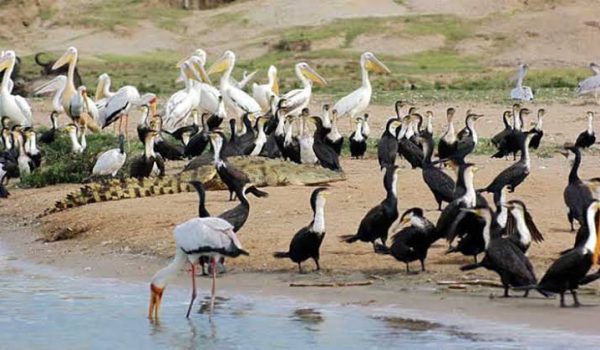 viewing birds in queen eithabeth